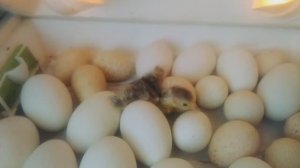 Индюшата вылупляются