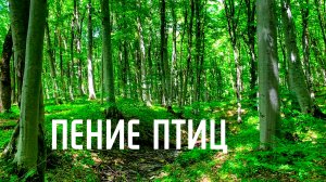Пение птиц в горном лесу / Звуки природы в чистой гармонии