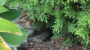 Милые котики. Ах, лето красное... и Барсик.