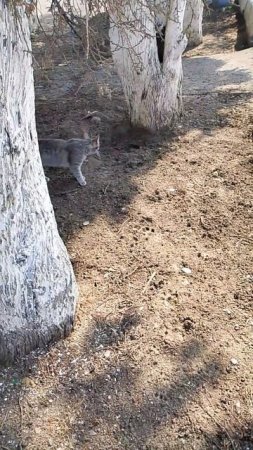 Кошка ищет хозяина