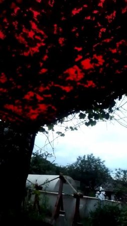 Хорошо в деревне летом #классика #стихи #nature