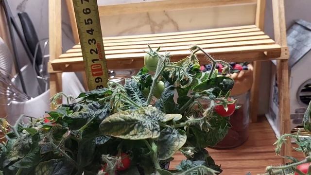 Что выросло из семян томата БОНСАЙ МИКРО от Биотехник? смотреть онлайн