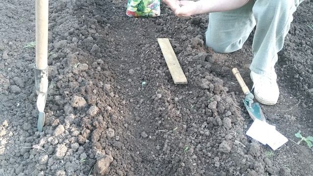 Как правильно посадить морковь 🥕, что-бы потом её не прореживать. Это самый оптимальный вариант.