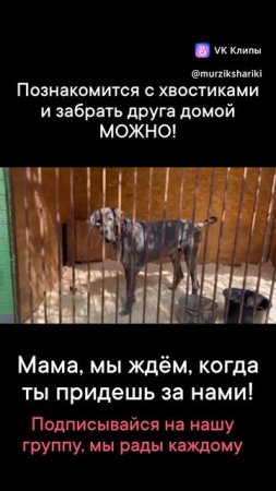 Мы ждём вас в гости! Выбрать друга и забрать его домой МОЖНО!