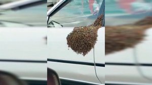 Машины Владивостока и Хабаровска атаковали рои пчел: видео