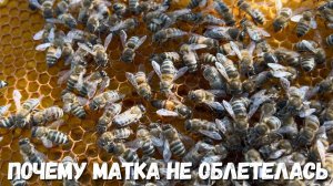 Пчелиная Матка: Как погода меняет жизнь пчёл!