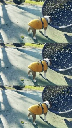 Милота