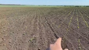 Боронование подсолнечника по всходам | Поперек рядов |