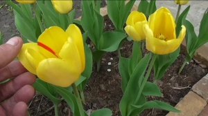 Полоска на цветке тюльпана