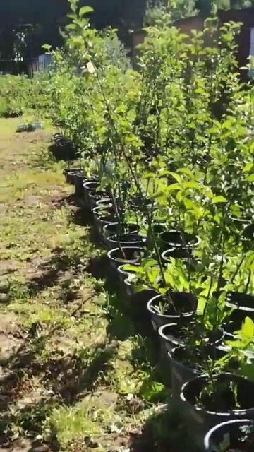 18 апреля 2024 г. Продаю саженцы. Моск обл. Раменский райо? смотреть онлайн