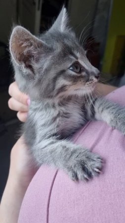 Ласковый котенок девочка