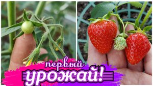 04.06.25 Перехожу на низкорослые томаты. Клубнику теперь выращиваю только в теплице.