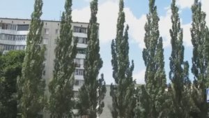 ... Почему в СССР везде сажали тополя....