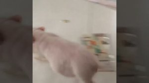 Тыгыдыкаем