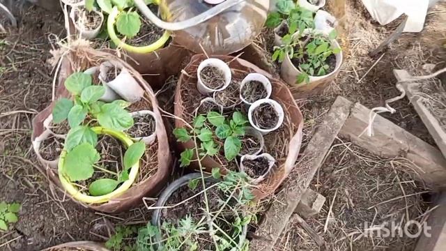 ЯРОСЛАВЛЬ 27 АПРЕЛЯ ЗАМОРОЗКИ КОЕ ЧТО ПОМЁРЗЛО. смотреть онлайн