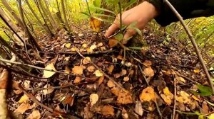 Немного про грибы