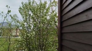 Почему Иргу нельзя упускать и что будет если за ней не следить