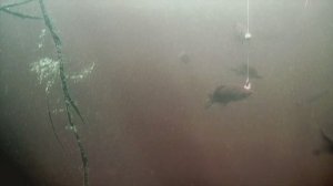 [small crucian carp in the swamp. bites. part 2/мелкие карасики в болоте. поклёвки. часть 2]