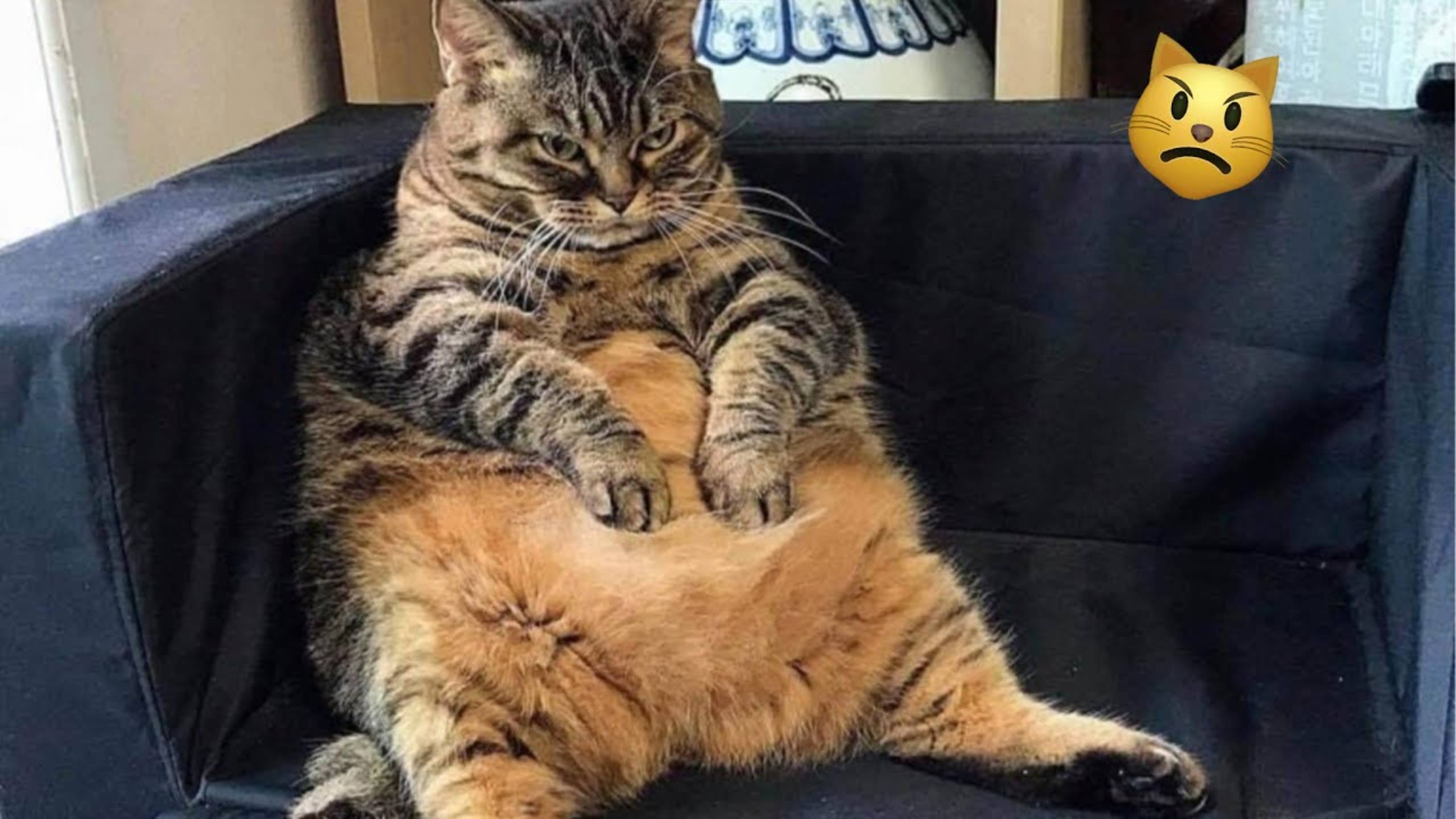 Приколы с котами! Смешные коты - Самые смешные животные С ОЗВУЧКОЙ! Ржака!!