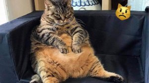 Приколы с котами! Смешные коты - Самые смешные животные С ОЗВУЧКОЙ! Ржака!!