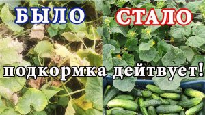 ВАЖНАЯ ПОДКОРМКА для РОСТА томатов, огурцов, перца. ЛИСТВА НЕ БУДЕТ Желтеть и НИКАКИХ БОЛЕЗНЕЙ!