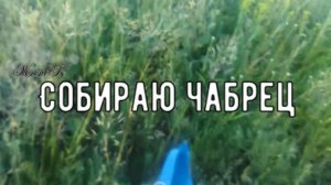 Собираю чабрец