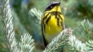 🎼Оркестр Поля Мориа (Paul Mauriat) 🎹Классическая музыка