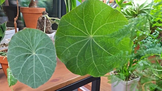 Обзор коллекции комнатных растений 🌱 смотреть онлайн