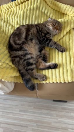 Шотландская вислоухая кошечка 🐱