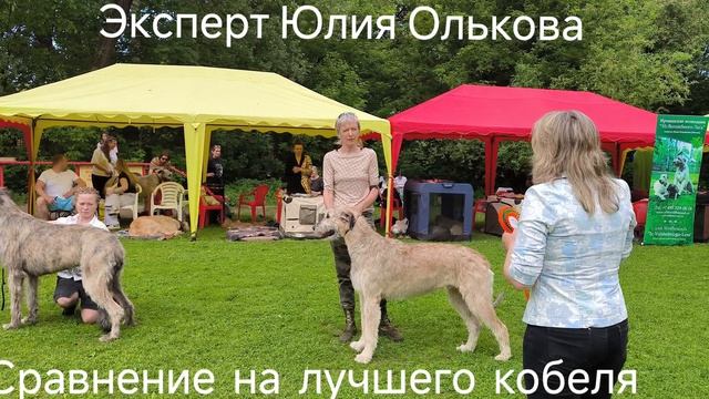 26 Национальная выставка ирландского волкодава 31 мая 2025 год . судья Юлия Олькова Казахстан