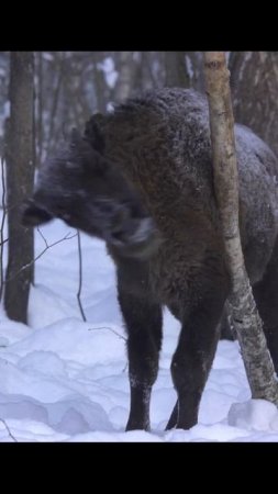 Маленький зубренок учится чесаться.A little bison learns to itch. #wildlife #shorts