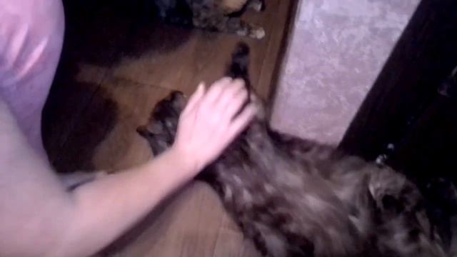 А ну-ка Давай-ка! ПОГЛАДЬ нас быстрей! Кошка Ксюша и котенок Барсик встречают после работы.