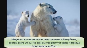 Белый медведь. Белый медведь самый большой сухопутный хищник на Земле.