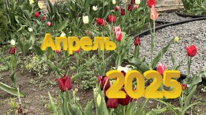апрель 2025