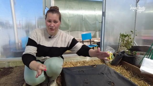 Высадка огурцов и применение готового комплекта нетк? смотреть онлайн