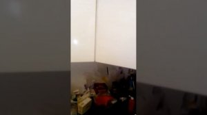 Хочу и точка! Кошка Ксюша ест щавель, укроп и лук..
