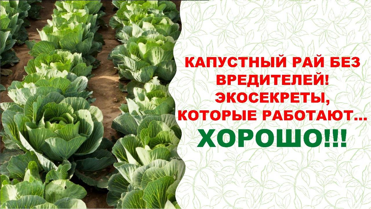 Враг не пройдет! Как спасти капусту от вредителей и получить экологический рекордный урожай