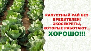 Враг не пройдет! Как спасти капусту от вредителей и получить экологический рекордный урожай