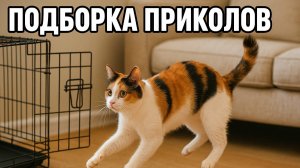Смех до слёз: лучшие приколы №152