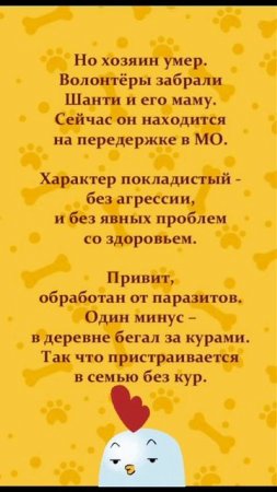 💚 Ищет дом Шанти - близкий метис спаниеля! 🏡 🐶