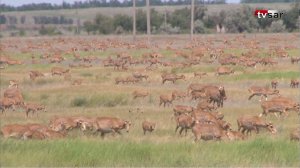 Саратовские фермеры просят вертолеты для разгона сотен тысяч сайгаков