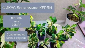 🟢🟡ФИКУС БЕНЖАМИНА КЁРЛИ. ПЕРЕСАДКА. СРАВНЕНИЕ ГРУНТА