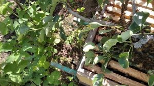 Рой  прямо с ветки заселяется в улей