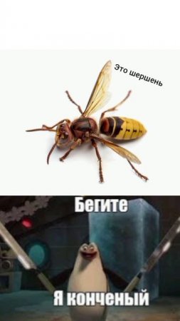 жиза