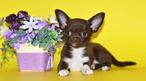 Мальчик чихуахуа шоколадного окраса. 
#чихуахуа #щенкичихуахуа #питомникчихуахуа