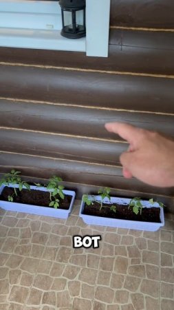 Домашние помидоры 🍅 часть 2 #shorts #рассада #помидоры #tomatos