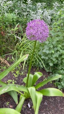 Декоративный лук His Excellency #цветы #garden #растения #flowers #природа #уход