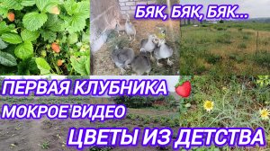 ДОЖДЛИВЫЙ ДЕНЬ. ВЕРИФИКАЦИЯ ОДОБРЕНА✅️ОТКУДА ВЗЯЛОСЬ ЭТО ЧУДО