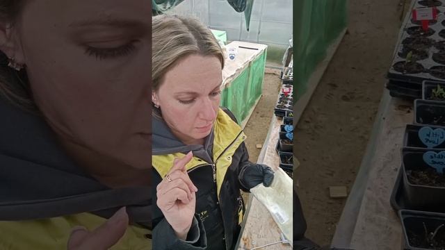 Кормлю маленькие саженцы. Разгоняю корневую.