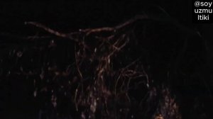 Финист сарлочин  Финист Ясный сокол 1975 uzbek tilida #сказка #